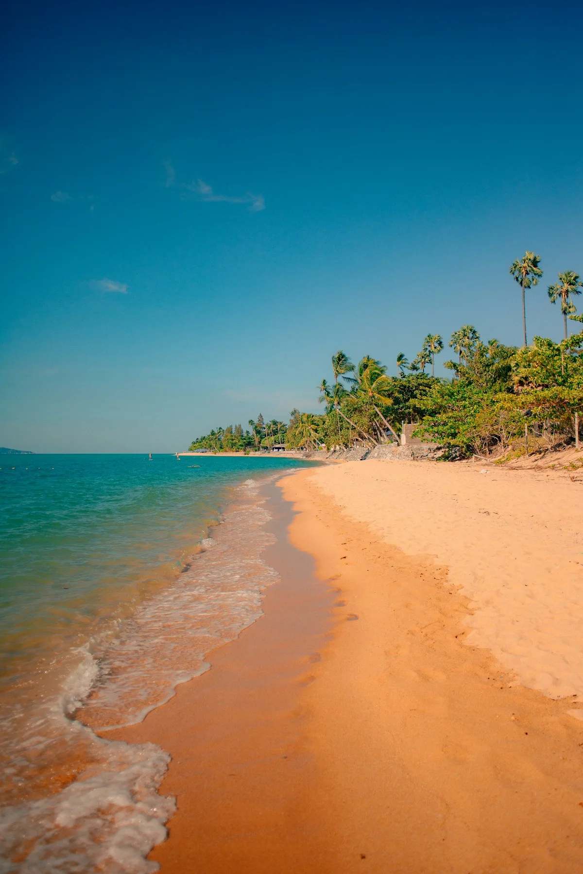 Palm trees beside a sandy beach and the sea on Koh Samui